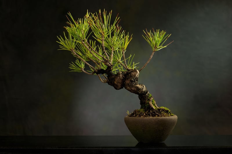 Bonsai Trees