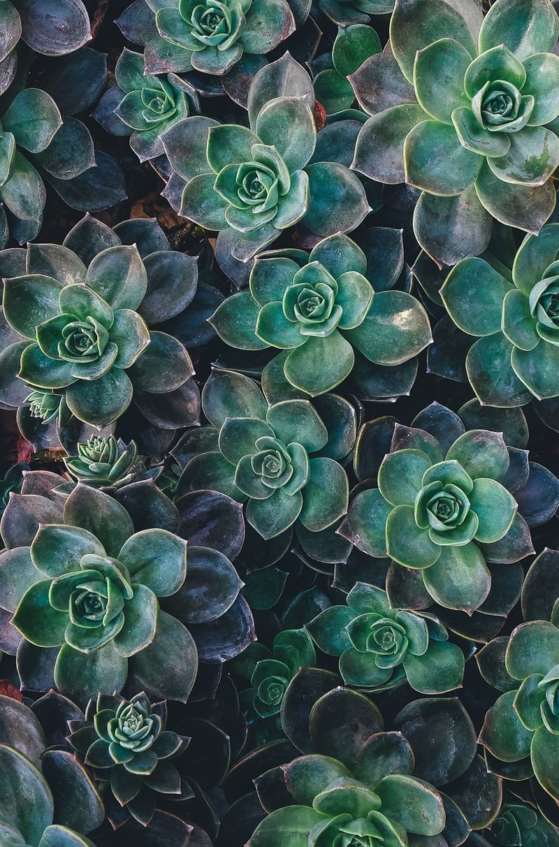 Sand Succulents