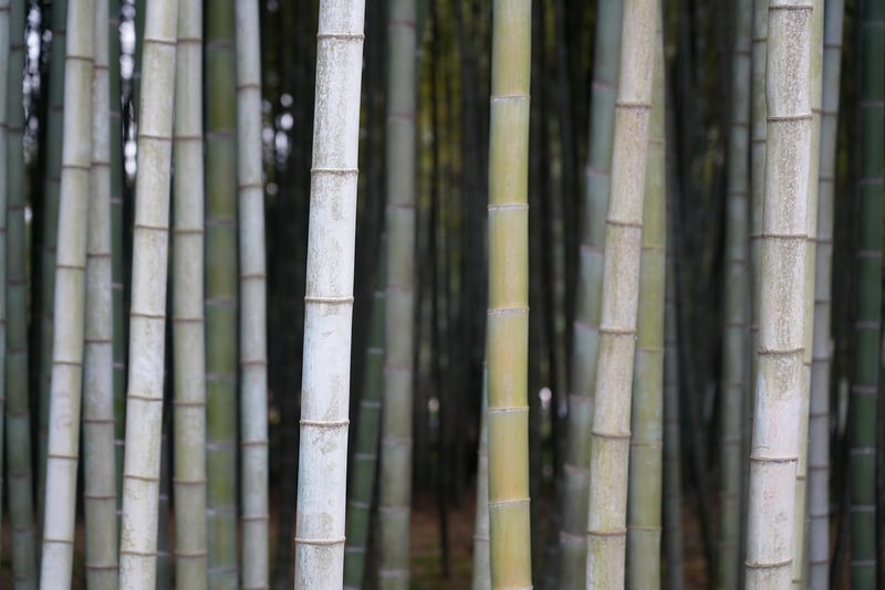 Bamboo Fence